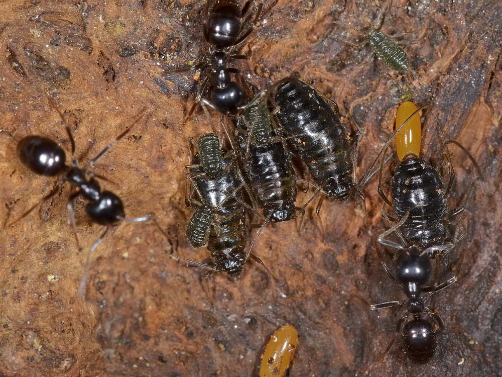 Stomaphis cfr quercus: fabbrica ad alta  riproduzione